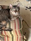 adoptable Cat in jackson, ms, MS named Asher