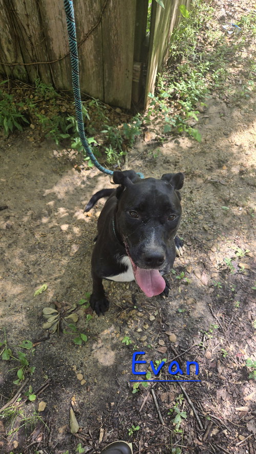 EVAN - Labrador Retriever available for adoption