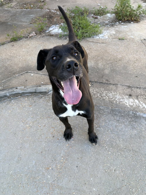 Evan, an adoptable Labrador Retriever in Jackson, MS