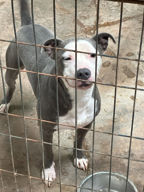 BUDDY - American Staffordshire Terrier available for adoption