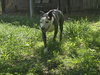Buddy - Photo 3