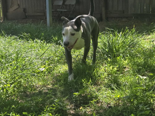 Photo 3 of Buddy