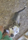 Buddy - Photo 2