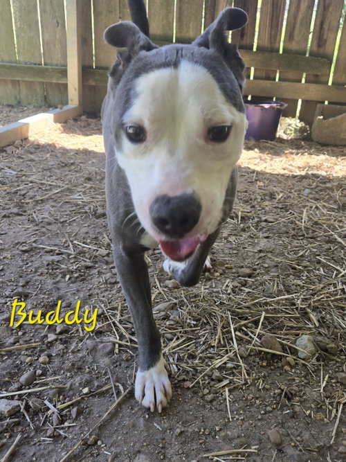 BUDDY - American Staffordshire Terrier available for adoption