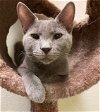 adoptable Cat in jackson, MS named Blue
