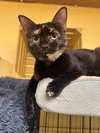 Piper - Photo 2