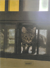 adoptable Cat in Pearl, MS named Bart