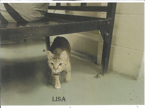 LISA - Domestic Short Hair available for adoption