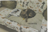 adoptable Cat in Pearl, MS named Thumper