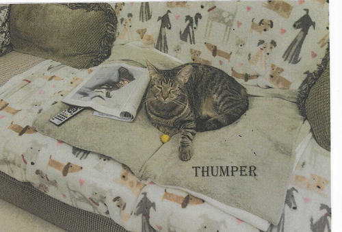 THUMPER - Domestic Short Hair available for adoption