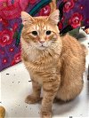 adoptable Cat in , MS named Tiger Brown