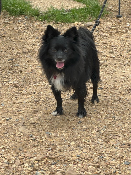 Shadow, an adoptable Pomeranian in Jackson, MS