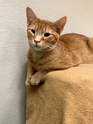 adoptable Cat in Jackson, MS named Country