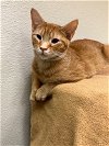 adoptable Cat in jackson, MS named Country
