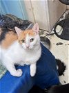 adoptable Cat in , MS named Claire