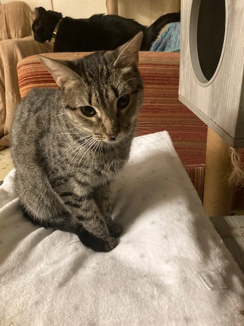 BOBBY MAGEE - Domestic Short Hair available for adoption