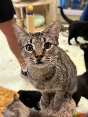 adoptable Cat in Jackson, MS named Bobby Magee