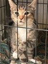 adoptable Cat in jackson, MS named Sybil