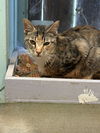 adoptable Cat in , MS named Sybil
