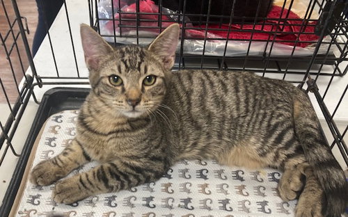 DAMASCUS - Domestic Short Hair available for adoption