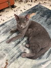 adoptable Cat in Jackson, MS named Earline