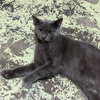 Duke - Photo 1