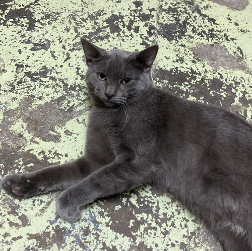 picture of the cat needing adoption