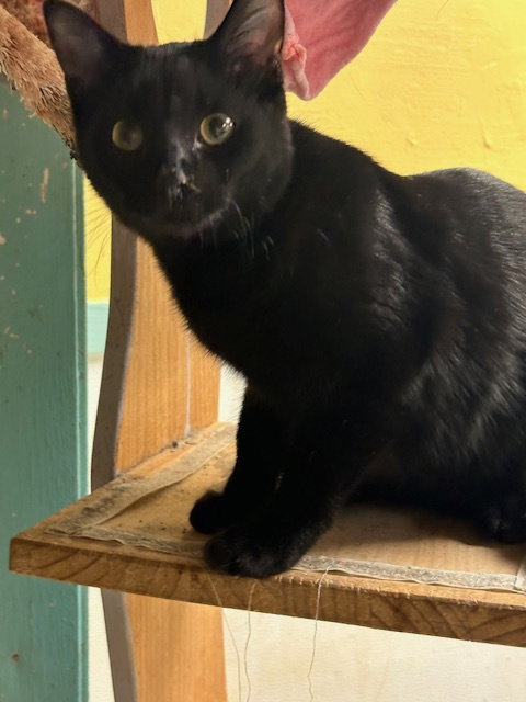 SALEM - Domestic Short Hair available for adoption