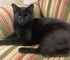 adoptable Cat in , MS named Salem