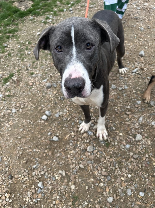JENNY - American Staffordshire Terrier available for adoption