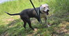 Dixie - Photo 1
