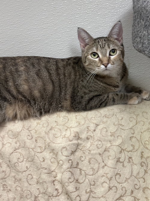ISIS - Domestic Short Hair available for adoption