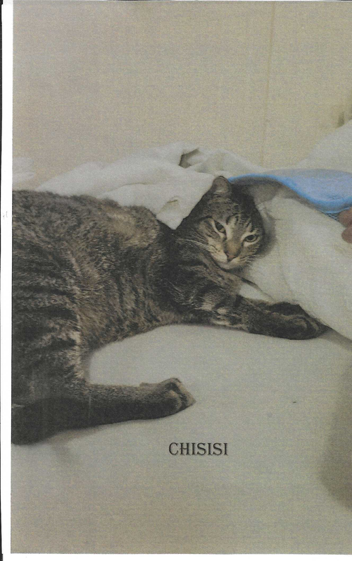 CHISISI - Domestic Short Hair available for adoption
