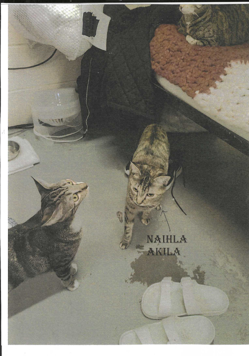NAIHLA - Domestic Short Hair available for adoption