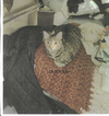 adoptable Cat in Pearl, MS named Jemana