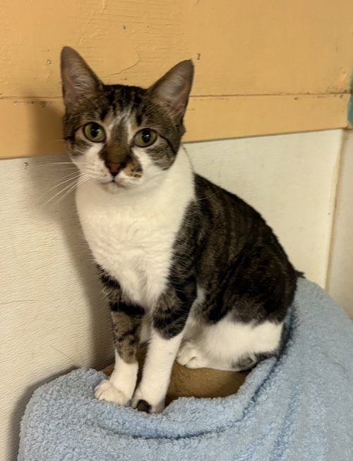 BONNIE RAITT - Domestic Short Hair available for adoption