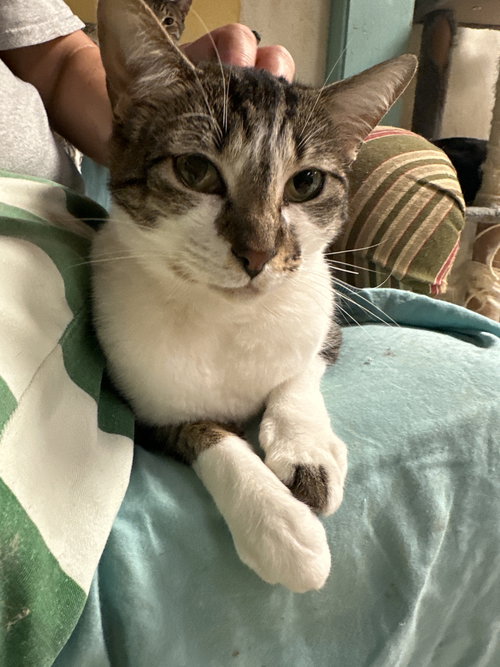 BONNIE RAITT - Domestic Short Hair available for adoption