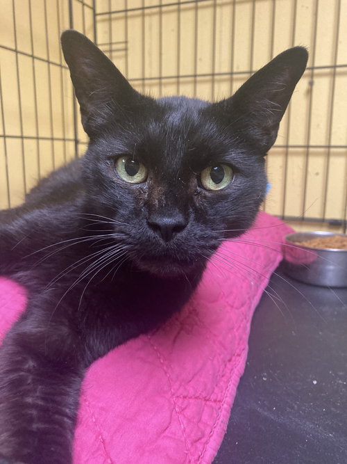 ECHO - Domestic Short Hair available for adoption