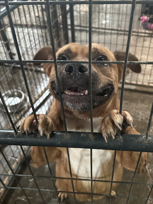 DOLLAR GENERAL - Unknown available for adoption