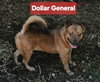 Dollar General - Photo 3