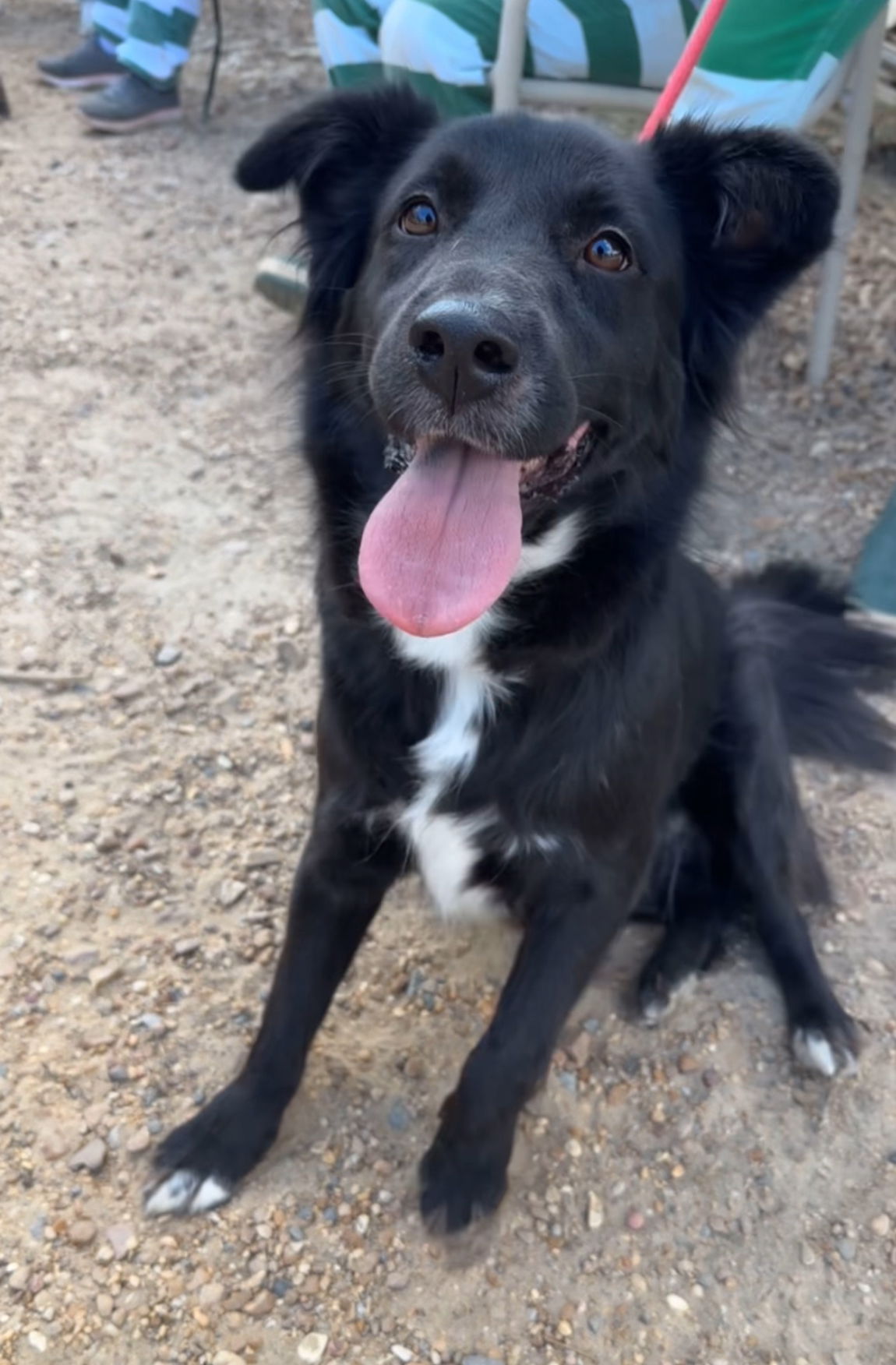 adoptable Dog in Jackson, MS named Mercury