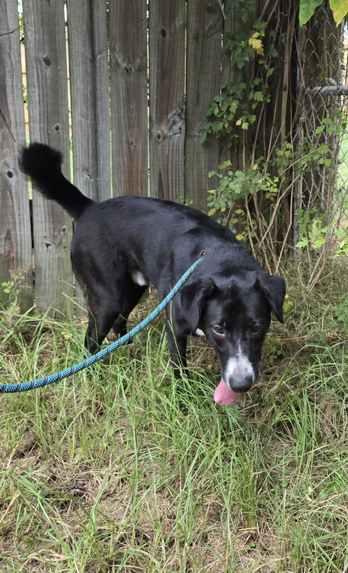 FREDDY - Black Labrador Retriever available for adoption