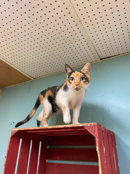 Lilo, a cat for adoption from Animal Rescue Fund of MS