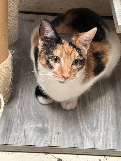 LILO - Domestic Short Hair available for adoption