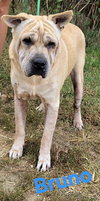 Bruno - Photo 4