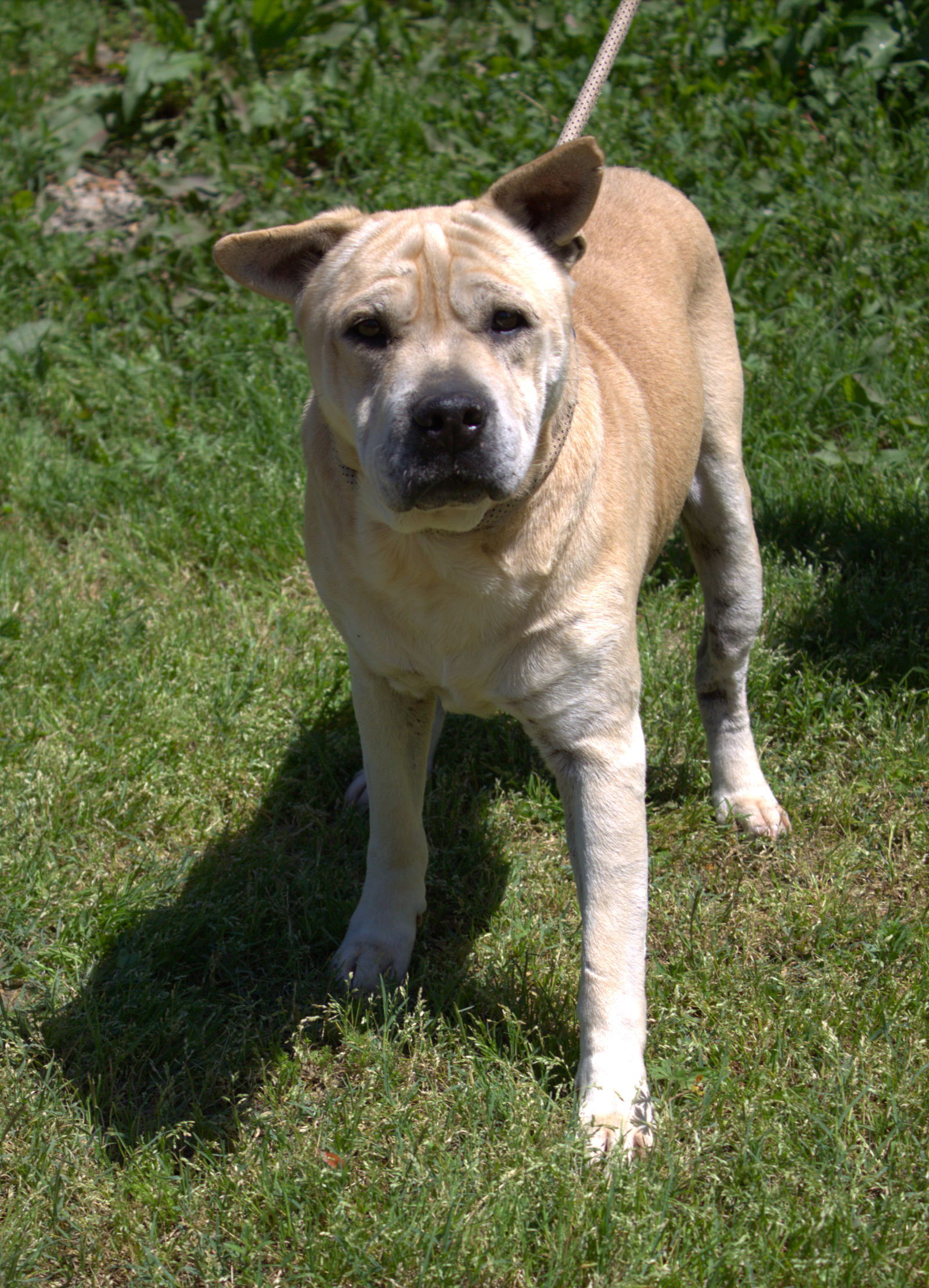 adoptable Dog in Jackson, MS named Bruno