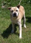 adoptable Dog in jackson, MS named Bruno