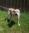 Bruno - Photo 2