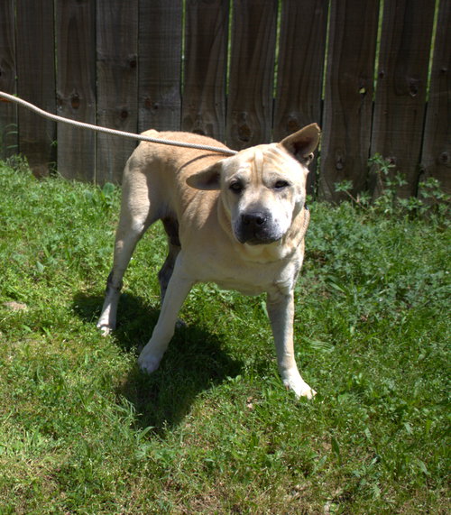 BRUNO - Shar Pei available for adoption