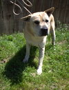 Bruno - Photo 3